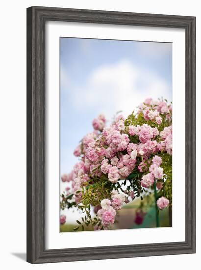 Spring Blossoms I-Karyn Millet-Framed Photographic Print