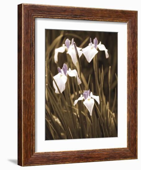 Spring Blossoms II-Boyce Watt-Framed Giclee Print