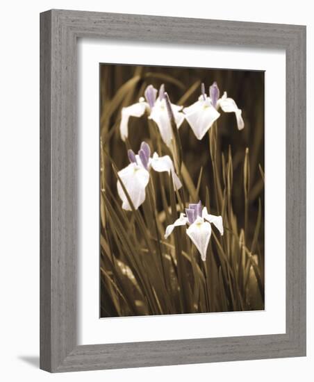 Spring Blossoms II-Boyce Watt-Framed Giclee Print