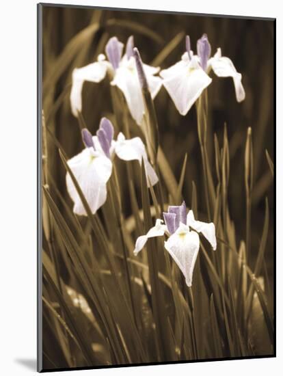 Spring Blossoms II-Boyce Watt-Mounted Giclee Print