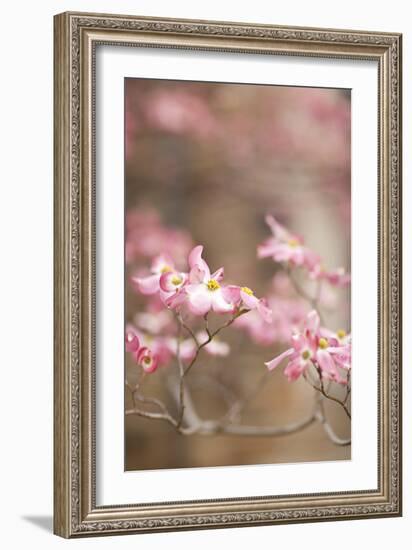 Spring Blossoms III-Karyn Millet-Framed Photographic Print