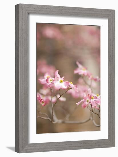 Spring Blossoms III-Karyn Millet-Framed Photographic Print