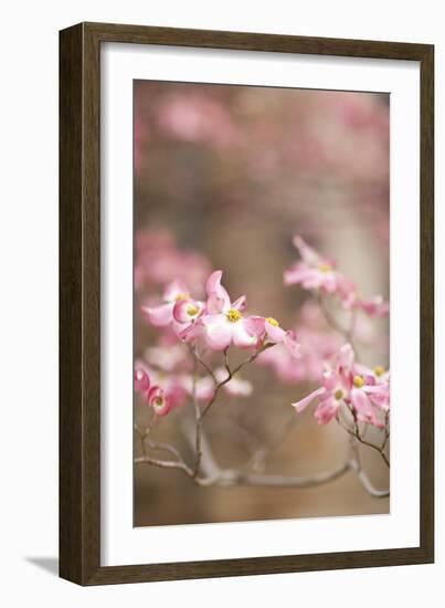 Spring Blossoms III-Karyn Millet-Framed Photographic Print