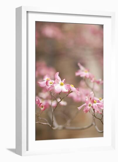 Spring Blossoms III-Karyn Millet-Framed Photographic Print