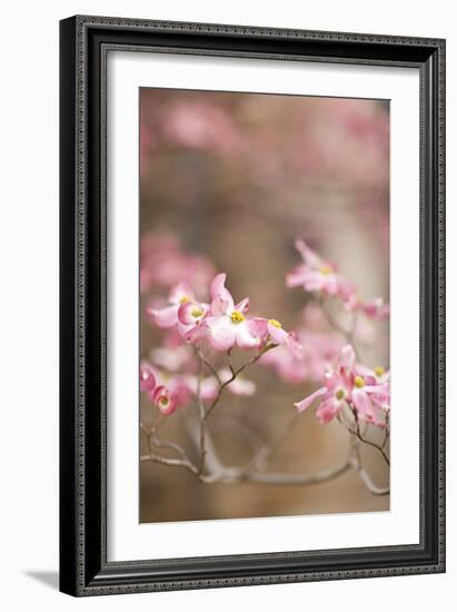 Spring Blossoms III-Karyn Millet-Framed Photographic Print
