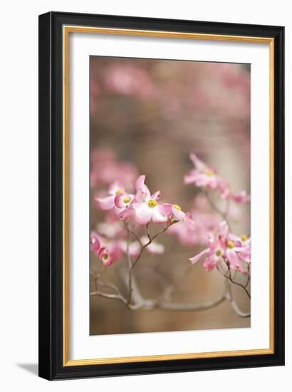 Spring Blossoms III-Karyn Millet-Framed Photographic Print