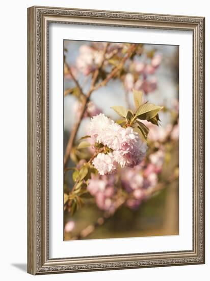 Spring Blossoms IV-Karyn Millet-Framed Photographic Print