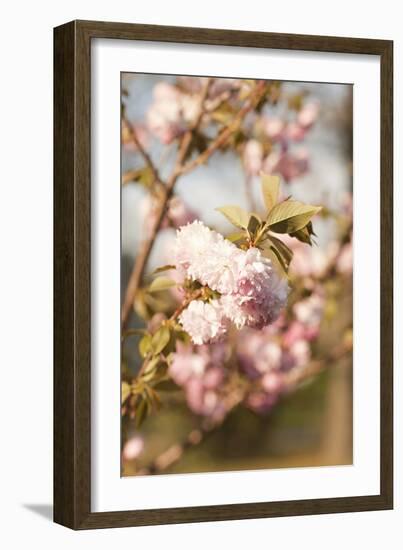 Spring Blossoms IV-Karyn Millet-Framed Photographic Print