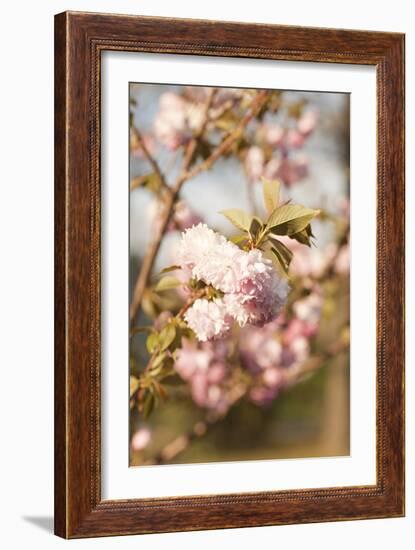 Spring Blossoms IV-Karyn Millet-Framed Photographic Print