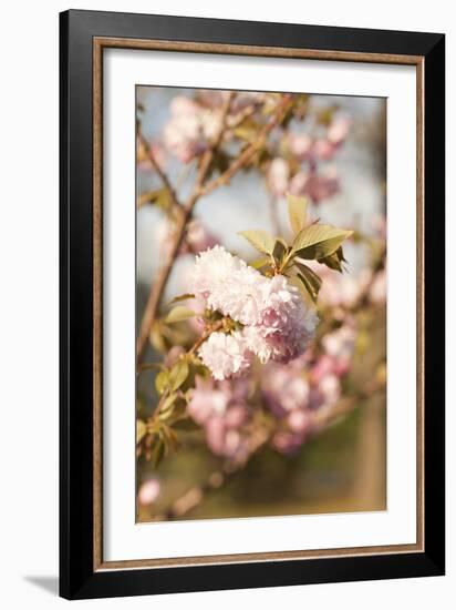 Spring Blossoms IV-Karyn Millet-Framed Photographic Print