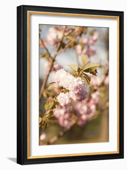 Spring Blossoms IV-Karyn Millet-Framed Photographic Print