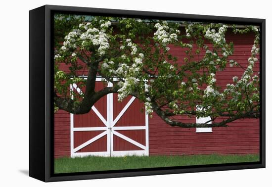 Spring Blossoms Red Barn-Robert Goldwitz-Framed Premier Image Canvas