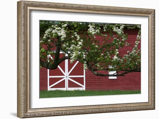 Spring Blossoms Red Barn-Robert Goldwitz-Framed Photographic Print