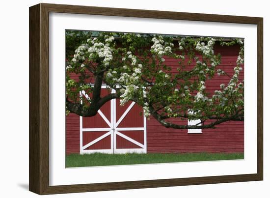 Spring Blossoms Red Barn-Robert Goldwitz-Framed Photographic Print