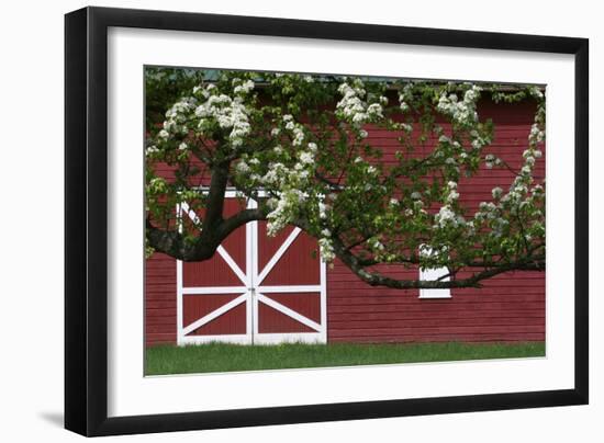 Spring Blossoms Red Barn-Robert Goldwitz-Framed Photographic Print