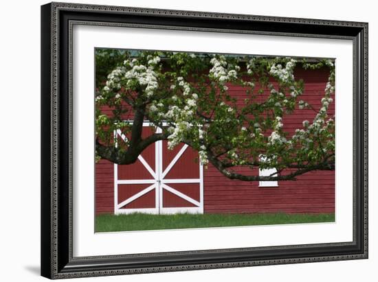 Spring Blossoms Red Barn-Robert Goldwitz-Framed Photographic Print