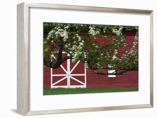 Spring Blossoms Red Barn-Robert Goldwitz-Framed Photographic Print