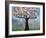 Spring Blossoms Tree-Blenda Tyvoll-Framed Giclee Print