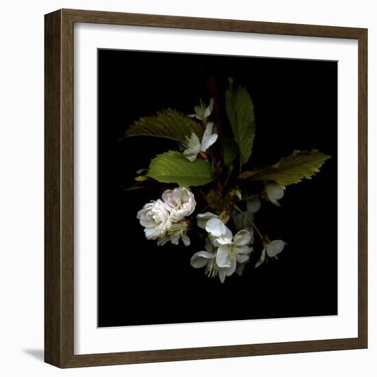 Spring Blossoms-Magda Indigo-Framed Photographic Print