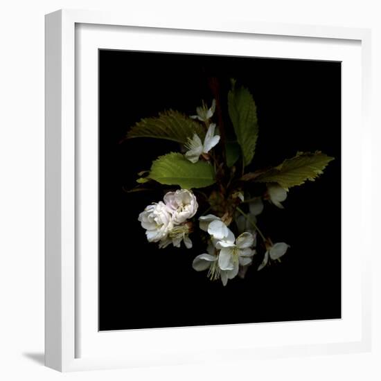 Spring Blossoms-Magda Indigo-Framed Photographic Print