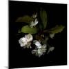 Spring Blossoms-Magda Indigo-Mounted Photographic Print