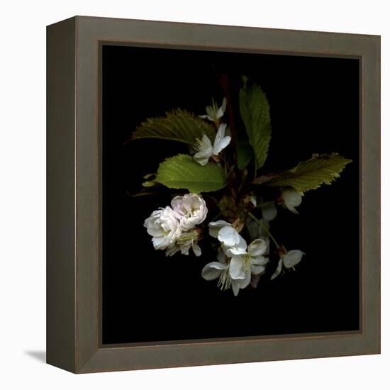 Spring Blossoms-Magda Indigo-Framed Stretched Canvas