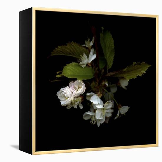 Spring Blossoms-Magda Indigo-Framed Stretched Canvas