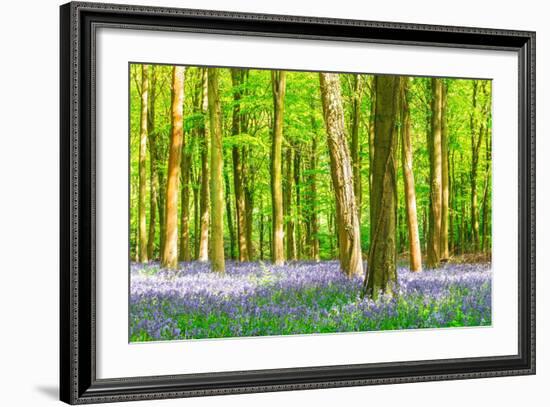Spring Bluebell-Robert Maynard-Framed Photographic Print