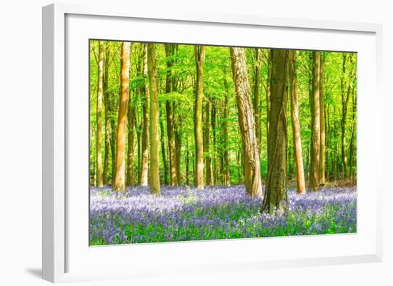 Spring Bluebell-Robert Maynard-Framed Photographic Print