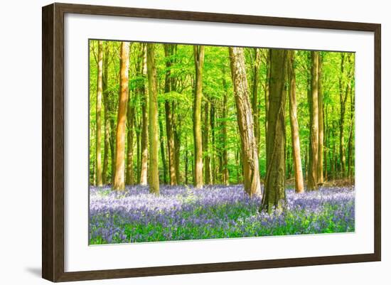 Spring Bluebell-Robert Maynard-Framed Photographic Print