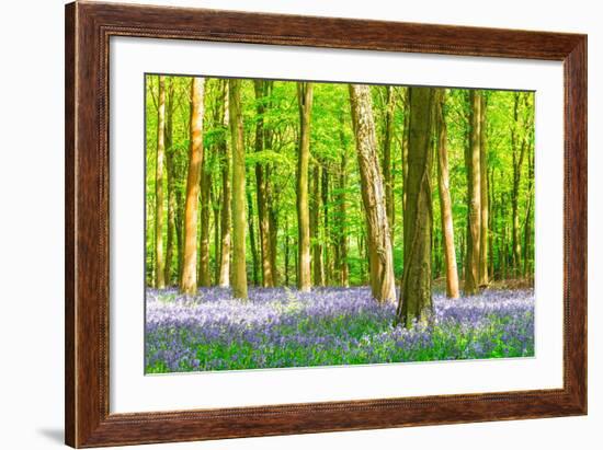 Spring Bluebell-Robert Maynard-Framed Photographic Print