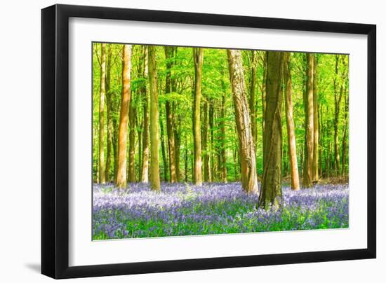 Spring Bluebell-Robert Maynard-Framed Photographic Print