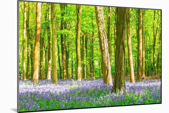 Spring Bluebell-Robert Maynard-Mounted Photographic Print