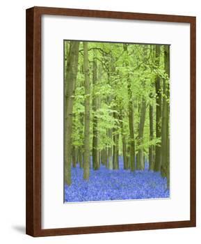 Spring Bluebells in Beech Woodland, Dockey Woods, Buckinghamshire-John Woodworth-Framed Photographic Print