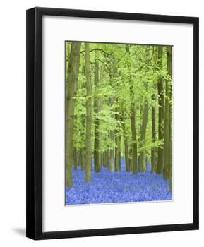 Spring Bluebells in Beech Woodland, Dockey Woods, Buckinghamshire-John Woodworth-Framed Photographic Print