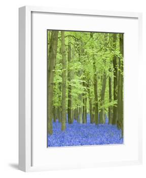 Spring Bluebells in Beech Woodland, Dockey Woods, Buckinghamshire-John Woodworth-Framed Photographic Print
