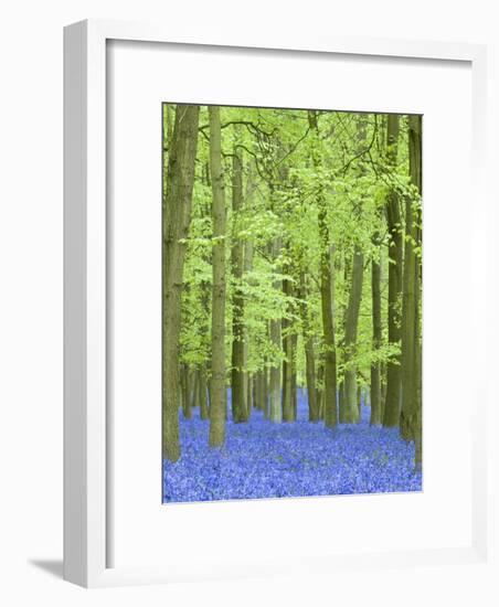 Spring Bluebells in Beech Woodland, Dockey Woods, Buckinghamshire-John Woodworth-Framed Photographic Print