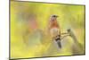 Spring Bluebird-Jai Johnson-Mounted Giclee Print