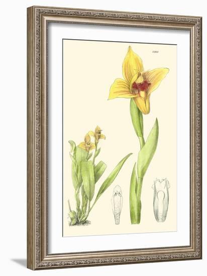 Spring Bounty II-Samuel Curtis-Framed Art Print