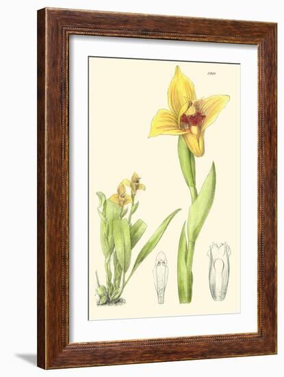 Spring Bounty II-Samuel Curtis-Framed Art Print