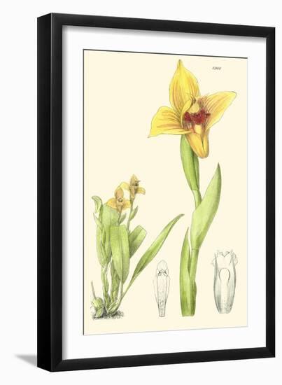 Spring Bounty II-Samuel Curtis-Framed Art Print