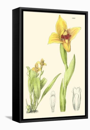 Spring Bounty II-Samuel Curtis-Framed Stretched Canvas