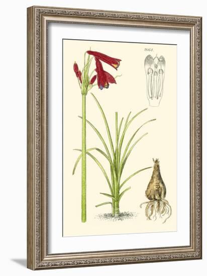 Spring Bounty III-Samuel Curtis-Framed Art Print