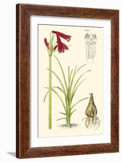 Spring Bounty III-Samuel Curtis-Framed Art Print