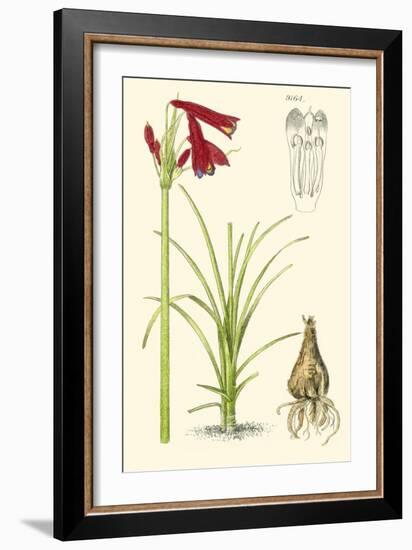 Spring Bounty III-Samuel Curtis-Framed Art Print