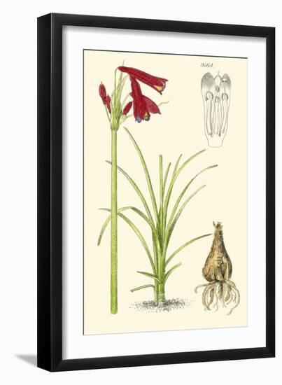 Spring Bounty III-Samuel Curtis-Framed Art Print