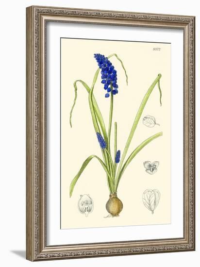 Spring Bounty IV-Samuel Curtis-Framed Art Print