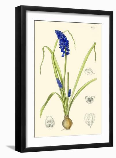 Spring Bounty IV-Samuel Curtis-Framed Art Print