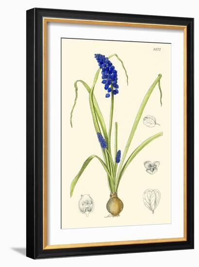 Spring Bounty IV-Samuel Curtis-Framed Art Print