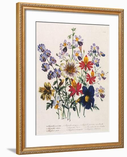 Spring Bouquet-Jane W. Loudon-Framed Giclee Print